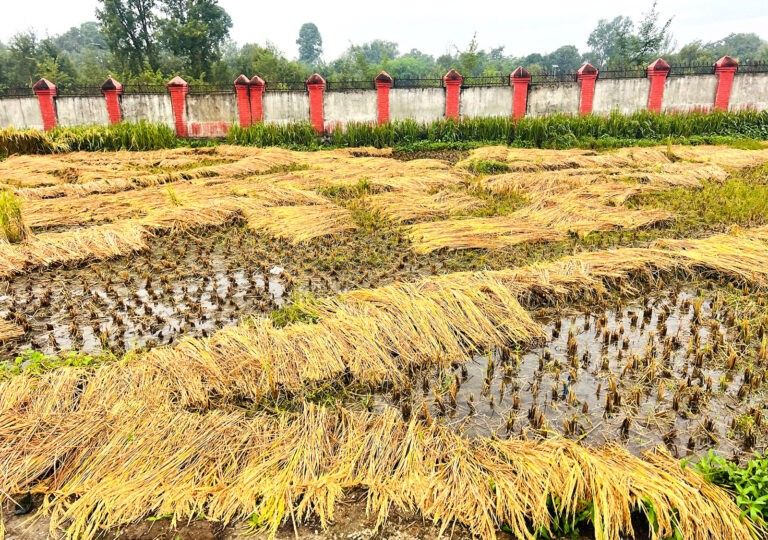 धान थन्क्याउन नपाउँदा किसान चिन्तित